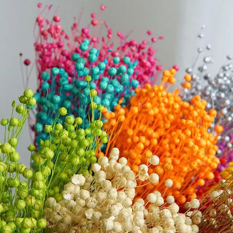 35g Preserved Ormosia Hosiei Dried Beans – Natural Floral Decor