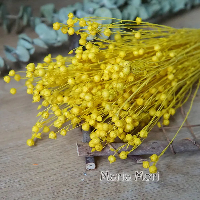 35g Preserved Ormosia Hosiei Dried Beans – Natural Floral Decor